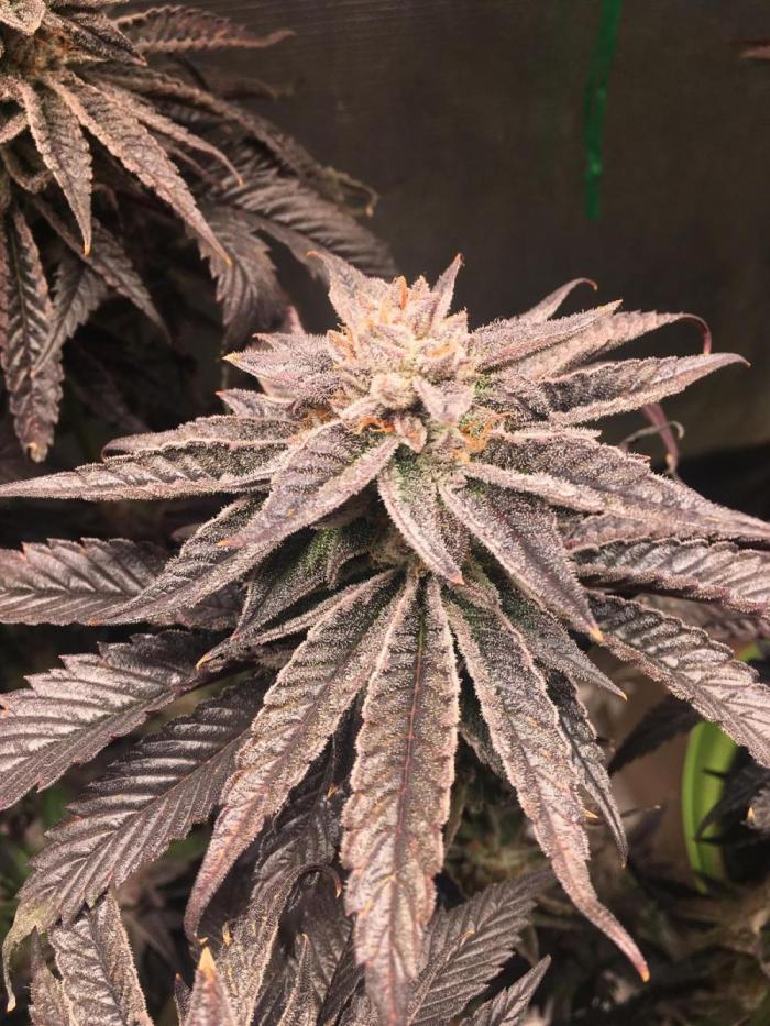 grow.diaries tweet media