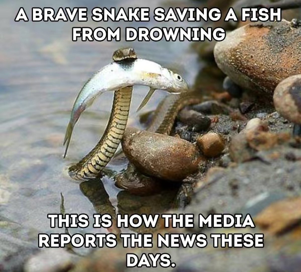 If <a href="/CNN/">CNN</a> was a pic!