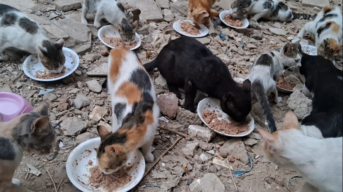 AnimalFriendsAF's tweet image. We speak to you as people worn down by hardship, carrying more than our strength can hold, yet still standing because we must. We survive one day at a time, not out of comfort or choice, but because turning our backs was never an option. The cold is biting harder, food is…