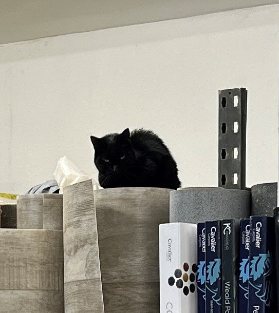 🚨 URGENT — Has anyone lost a black cat in the SK2 area?

If you’re missing a black cat or know someone who is, please contact us so we can help reunite them with their family.

Please share to get the word out.