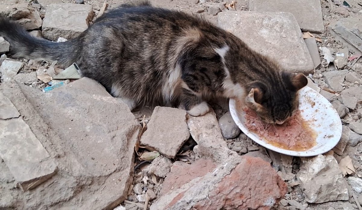 AnimalFriendsSh's tweet image. We speak to you as people worn down by hardship, carrying more than our strength can hold, yet still standing because we must. We survive one day at a time, not out of comfort or choice, but because turning our backs was never an option. The cold is biting harder, food is…