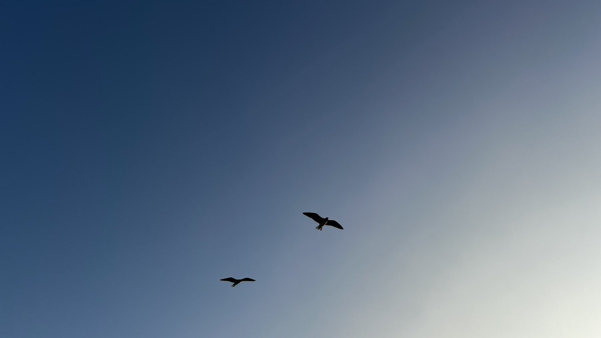 echoinghead's tweet image. us in another life