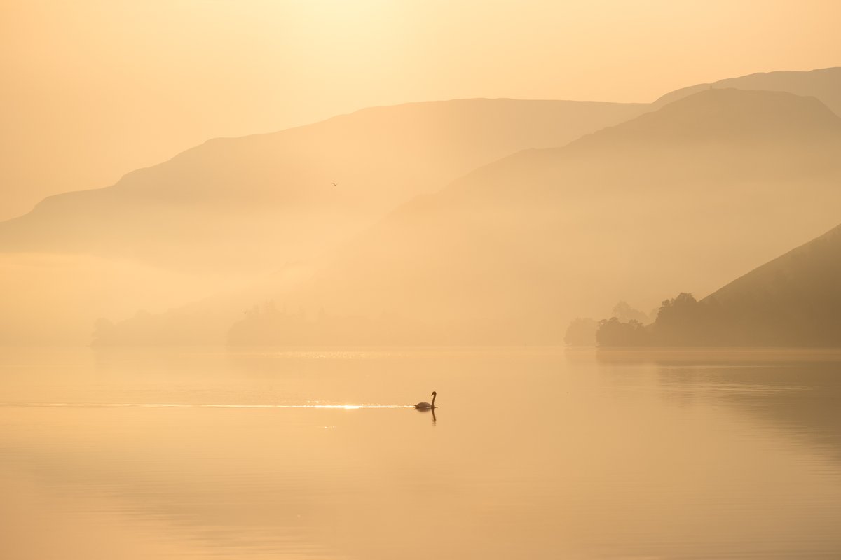 I couldn't believe my luck when this swan just slowly swam across the lake on this beautiful morning