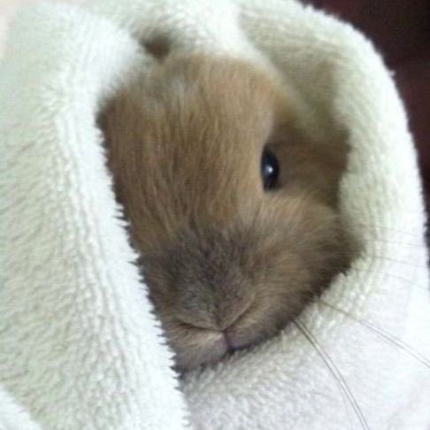 nomnom_fuma's tweet image. &amp;lt;33