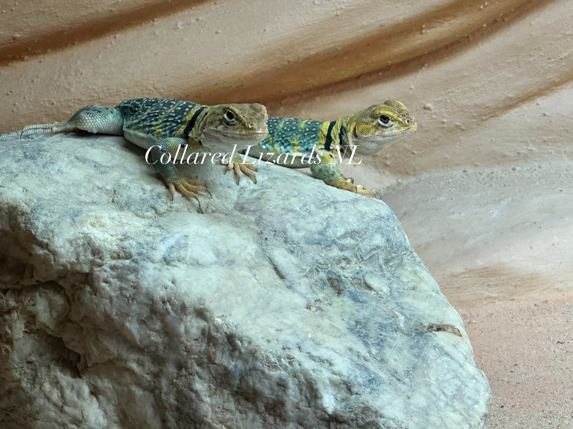Crotaphytus_BVR's tweet photo. Our 4 lovely youngsters
Of the Crotaphytus collaris Auriceps species.
From this species are the colors of the female ionly a bit lighter then the male. But so lovely
#crotaphytus #collaredlizard #halsbandleguane
#crotaphytuscollarisauriceps #halsbandleguaan #クビワトカゲ https://t.co/4AxSFhGKis