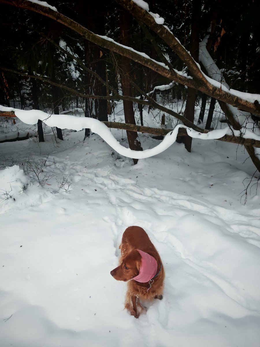 Гуляем каждый день по 5-6 часов в лесу