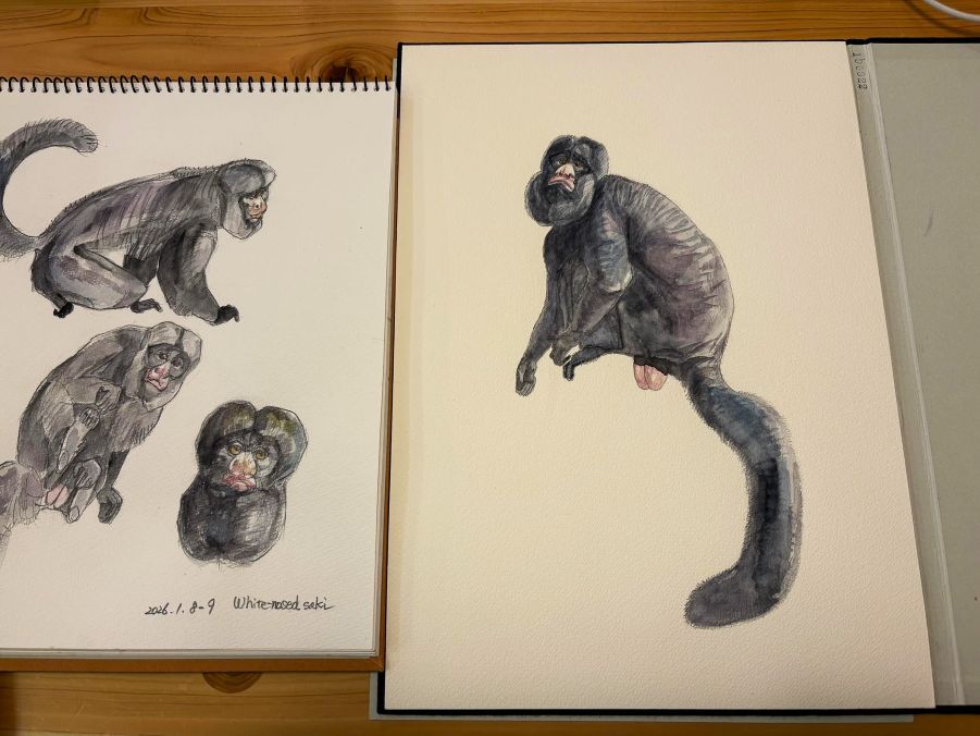 haiiromizunagi's tweet photo. いつもの所ⅠとⅡで #ハナジロヒゲサキ #WhiteNosedSaki #Saki #Chiropotes #Pitheciidae #Haplorhini #Primates を #大人の鉛筆 の下描き #水彩 で着色 #ドローイング。昨日の続きで、全体的に色を置いて様子見‥となった所で時間切れ。大方こんな感じになるだろう‥と、思った所で気になる所を発見‥ https://t.co/Paz12NczTY