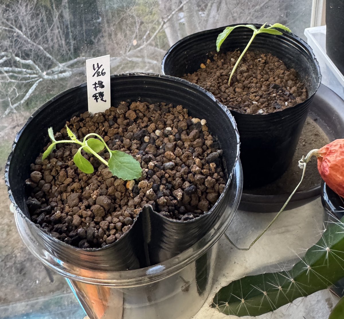 数日エアコンつけなかったら雑草メロン3個体(この2個体ともう1個体)枯れてしまいました。