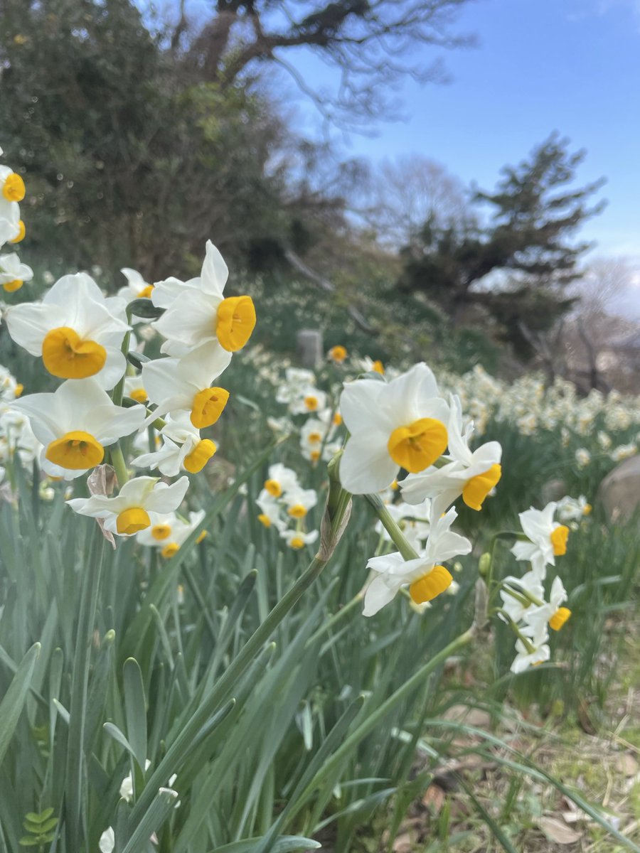 ogijima_site's tweet photo. 今年も「男木島灯台水仙祭り」を開催します。
期間：2月21日(土)〜3月22日(日)
期間中の土・日曜日は島テーブル（土産屋・手荷物預り所）も営業。
また、初日の2月21日(土)には島マルシェも開催予定（荒天の場合は順延）。
水仙の開花状況やマルシェの詳細は観光協会SNS等で随時お知らせします。 https://t.co/f1bncvBmiA