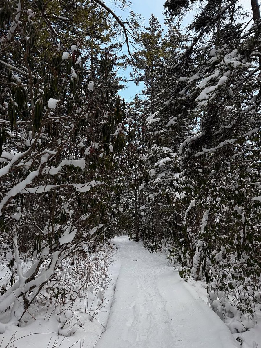 One of West Virginia's most unique terrains is even more stunning in the winter. 😍

📍 Cranberry Glades
📸 instagram.com/lhurleym
