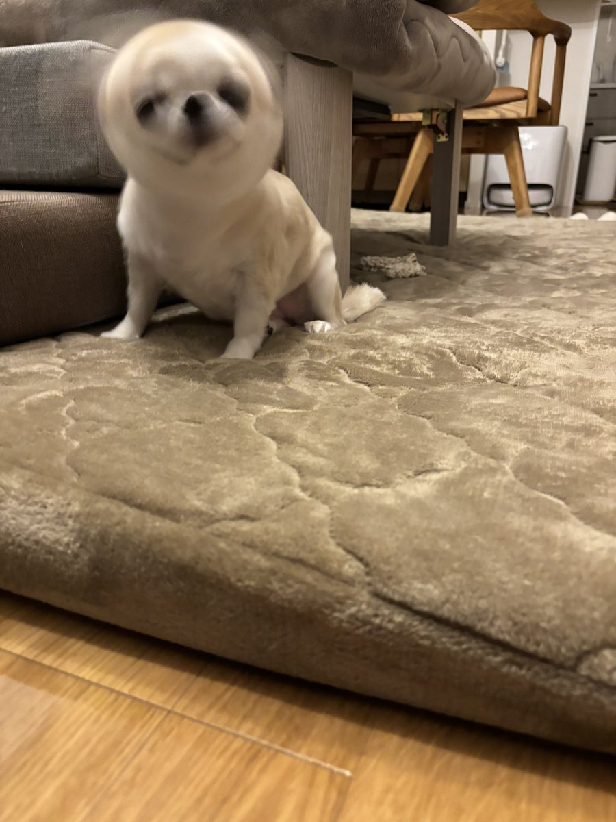 Post by うめ(犬)親管理 on X: チワドリル