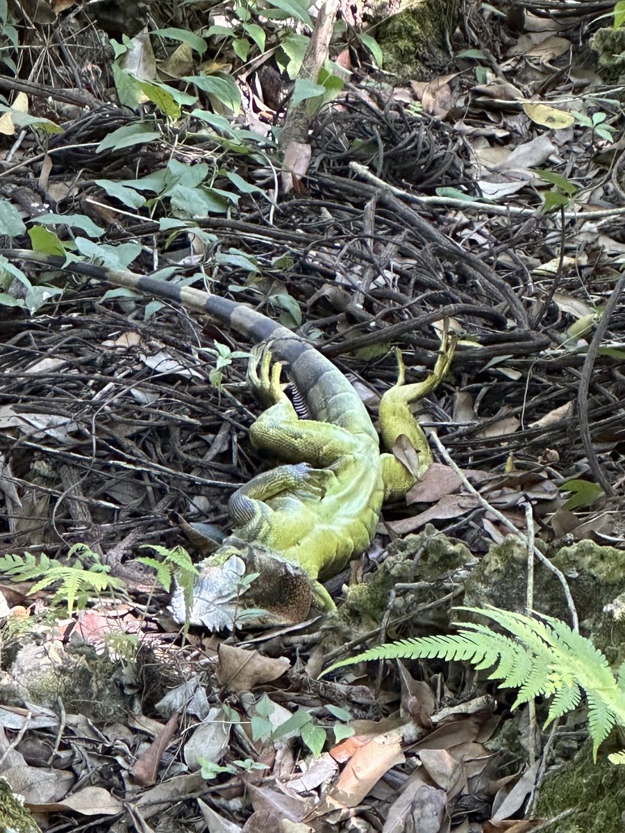 The Frozen Iguana Alert in Florida is real.

Please advise on course of action, <a href="/RonDeSantis/">Ron DeSantis</a>!