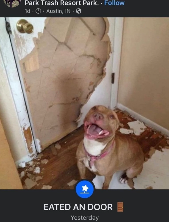 shitpost_2077's tweet image. 