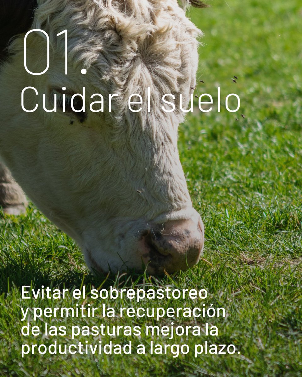 Progan - Productores Ganaderos del Uruguay tweet media