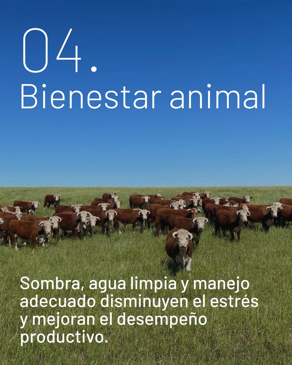 Progan - Productores Ganaderos del Uruguay tweet media