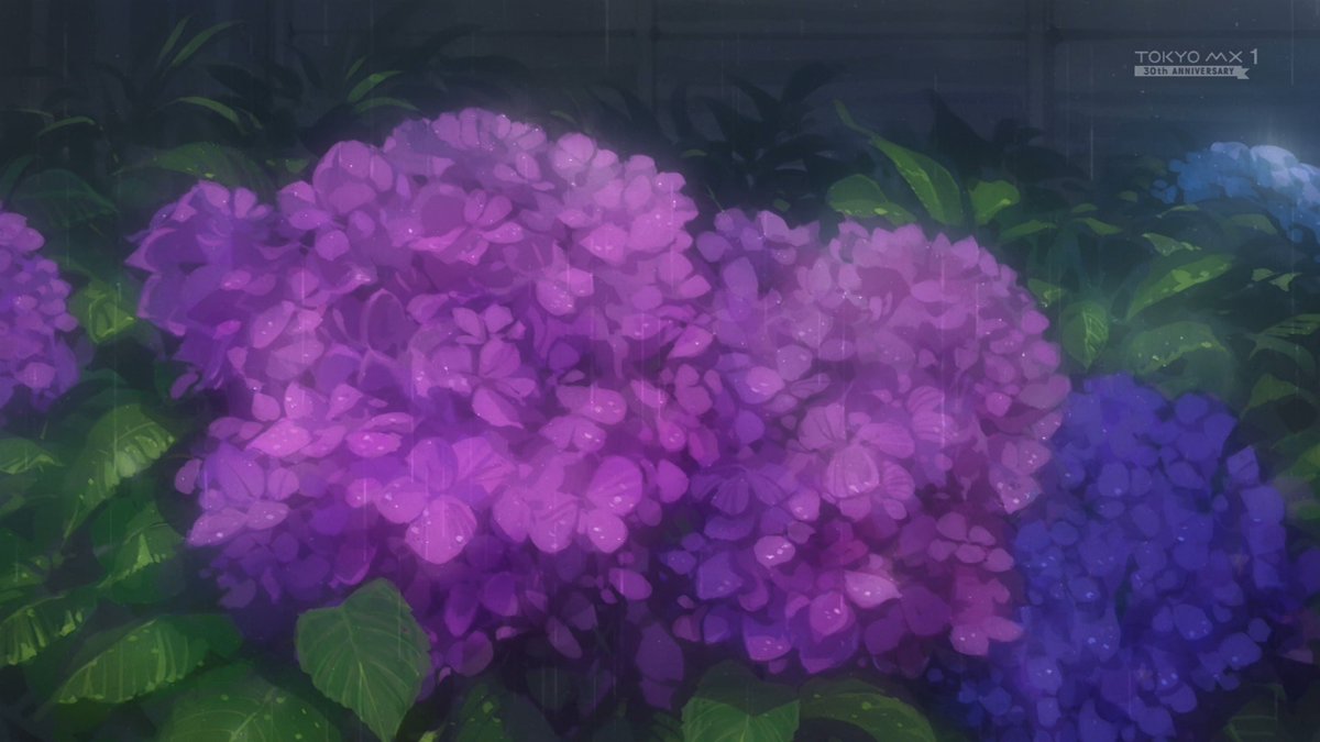 紫陽花さん #kinishite #tokyomx