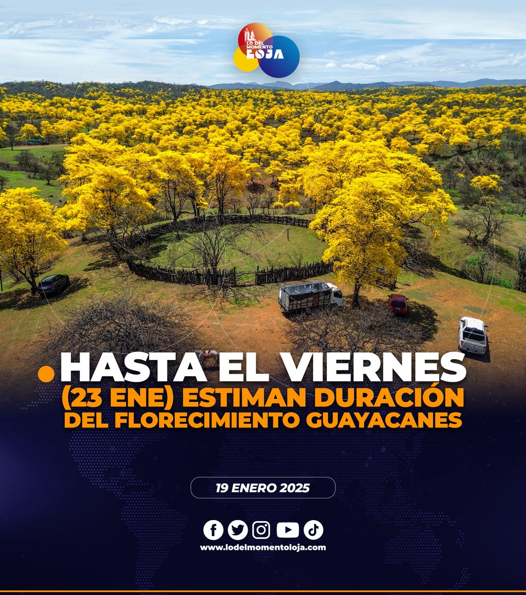 🌻⏳🟡 ¡Aún hay tiempo! El florecimiento de los guayacanes sigue siendo el efecto de la naturaleza que llama la atención de todo el Ecuador generando dos momentos únicos para realizar turismo; el primero, desde que brota la flor que cubre del amarillo intenso las ramas del