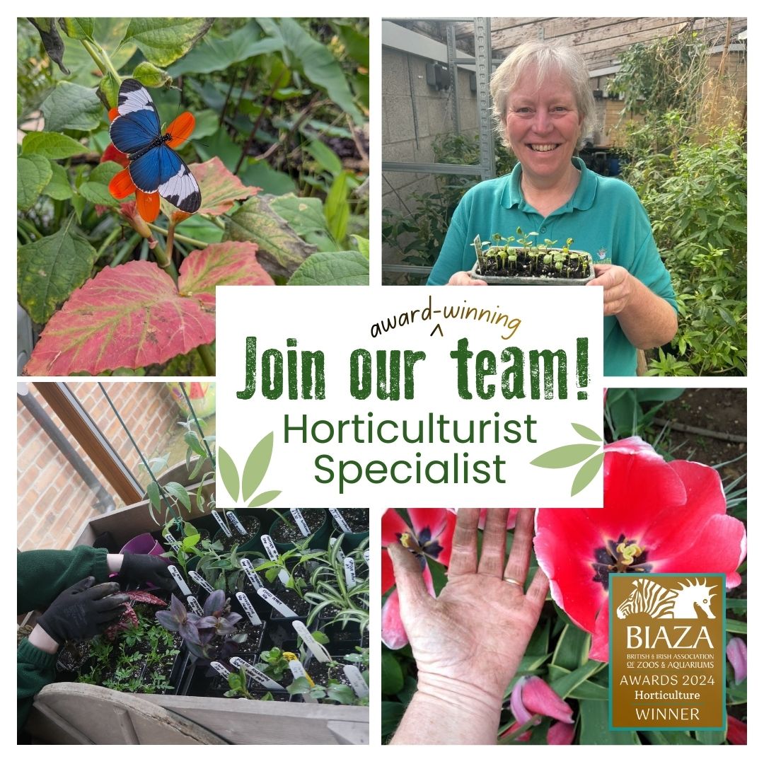 Butterfly House tweet media