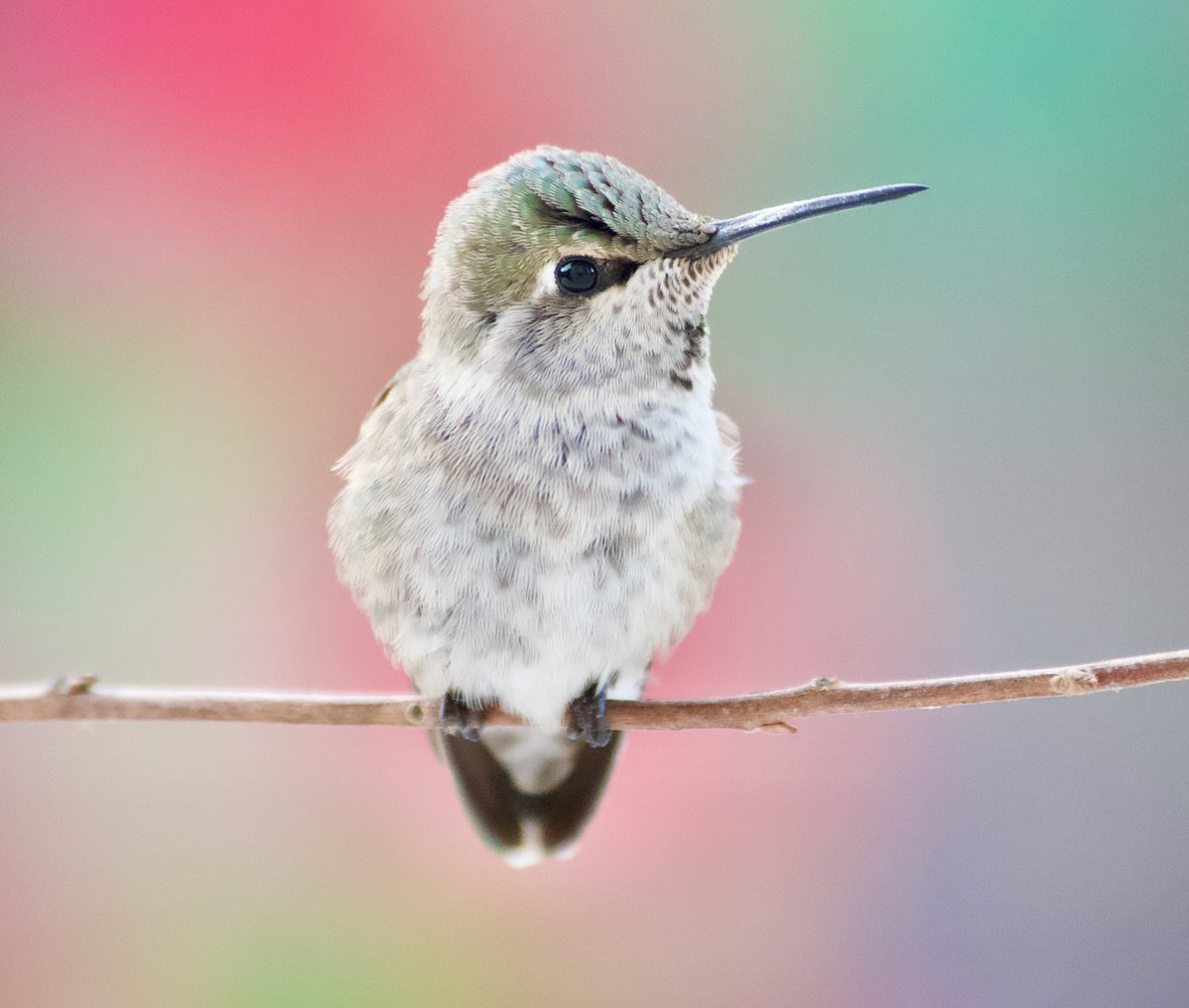 simpledisorder's tweet image. simpledisorder.com/pics.php?post=… #animals #AnimalLovers #NatureBeauty