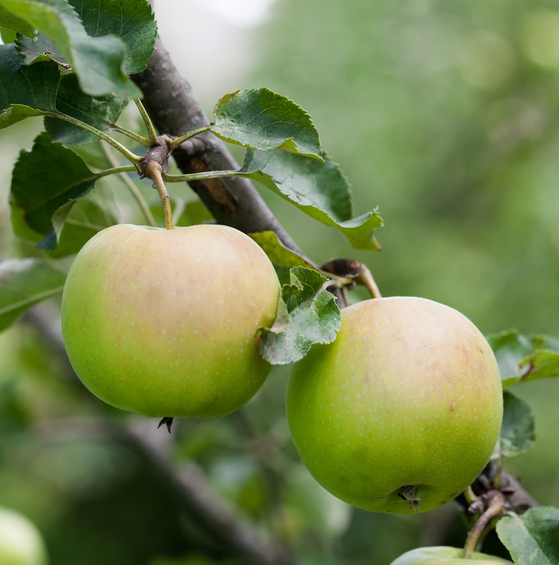 How are #NGTs changing the landscape of #PlantVarietyProtection?

Read the article by our G. Tatangelo, V. Predazzi and F. Caruso of SIB LEX in English here:
tinyurl.com/2zrbmaks

#PlantBreedersRights #AgriculturalIP #SeedIndustry #NextGenTutela1 #SIBreading