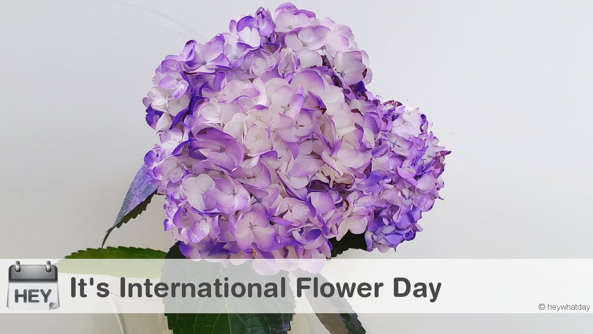 HeyWhatDay's tweet image. It's International Flower Day! 
#InternationalFlowerDay #FlowerDay #Flowers