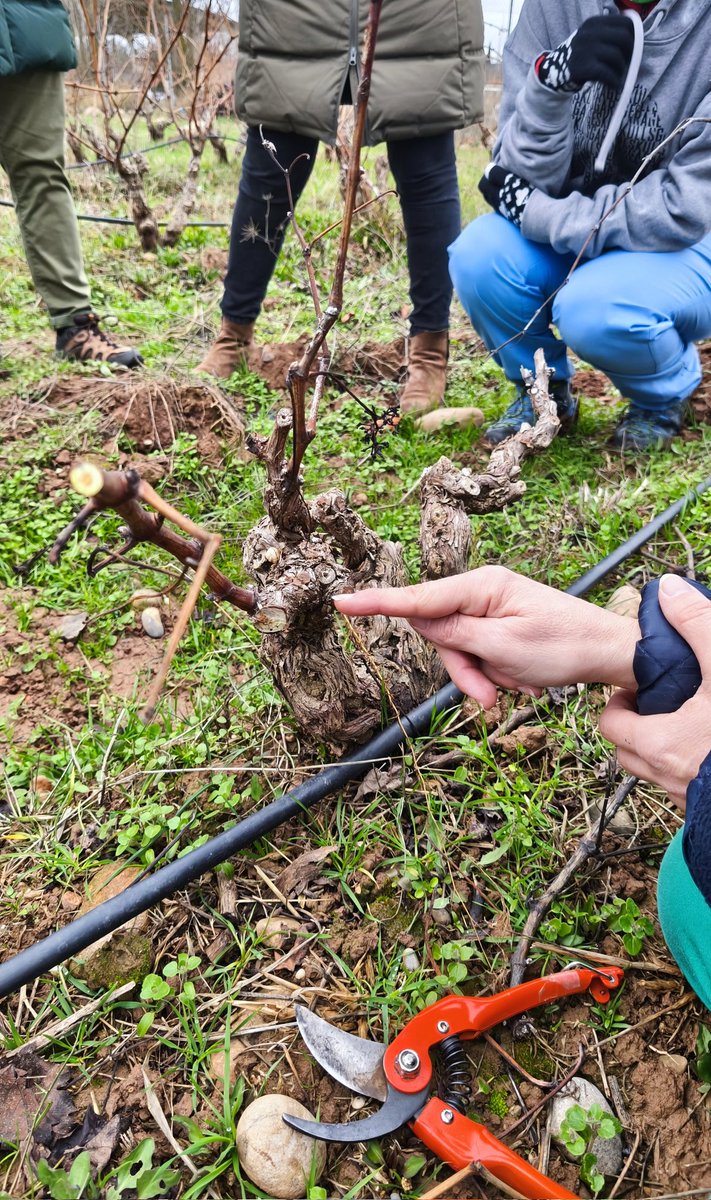 Lonifasiko's tweet image. Lunes de aprender a podar ✂️. Espero no haber hecho mucha carnicería a esas viejas y maltrechas cepas de tempranillo 🍇.  Sigo pensando que es una labor manual muy complicada, aparte de laboriosa claro. Exige pensar a futuro y la puedes liar muy parda #ElArteDePodar #Viticultura