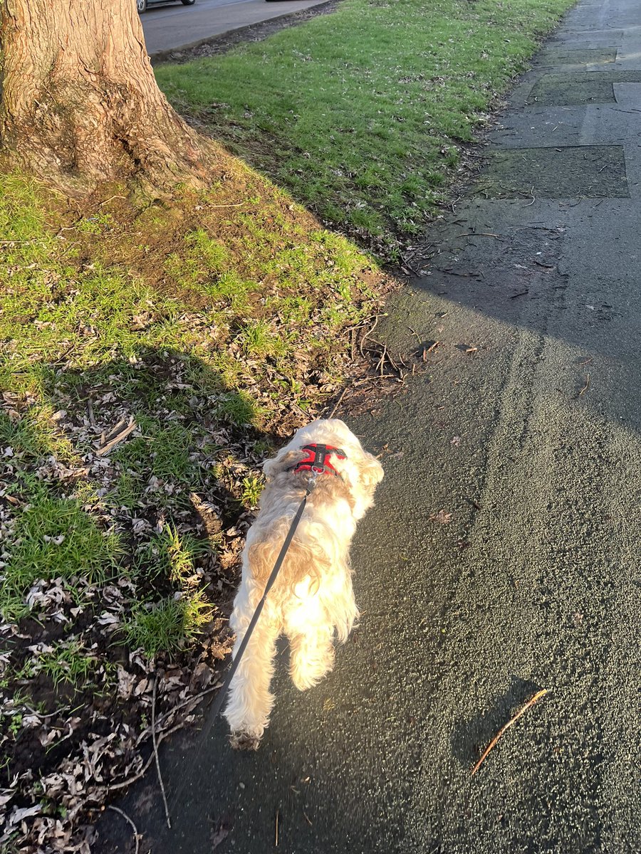 BOOSH_Dawson's tweet image. HAPPY MONDAY 🙃
(Shiftworker 6 days off) 🙅‍♂️

Dog walking listening to this absolute BANGER of an album by @TheMysterines 

BOOSH 🐶🚶🏻‍♂️🎧🎶
#uptheshiftworkers #DogWalking #Listeningtomusic #Music