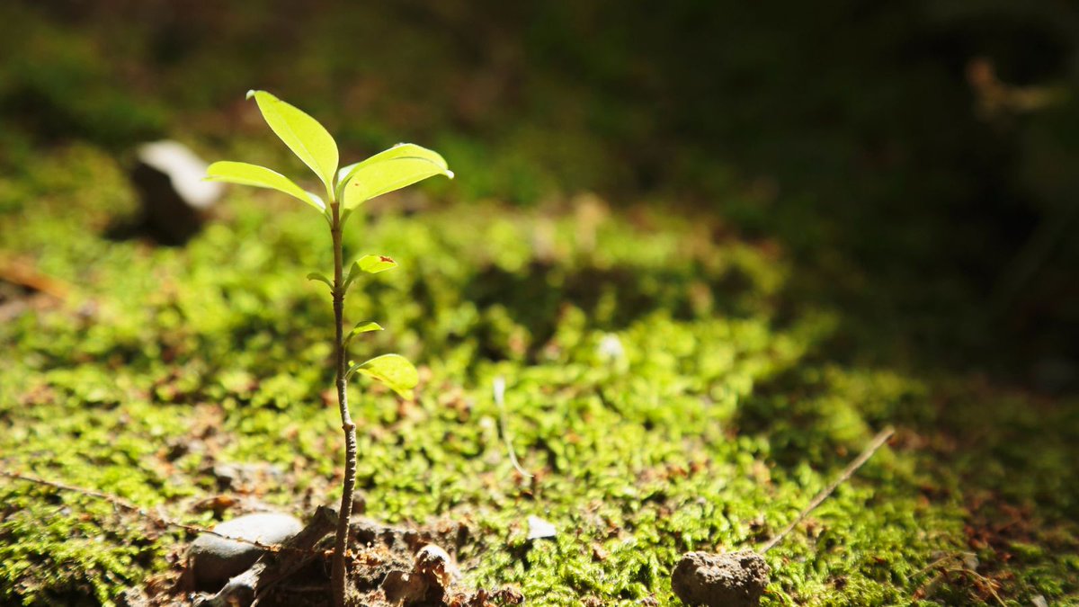 allotmentonline's tweet image. January arrives with the familiar “fresh start” feeling, even though the allotment is very much in winter mode.  What’s your January focus? Planting, planning, or plot maintenance? What would you like to add to our  planner page. allotmentonline.co.uk/january-allotm… #Gardening #Allotment