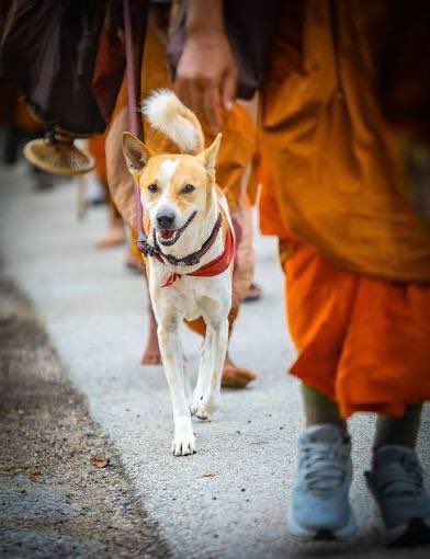 hsingh21's tweet photo. Thousands of Aloka's are being killed in India. 
Stop this cruelty, change the laws. 
ENOUGH IS ENOUGH. 

#AlokaThePeaceDog 
#SaveIndianDogs #saveindiananimals https://t.co/YUjvK2ZqF5