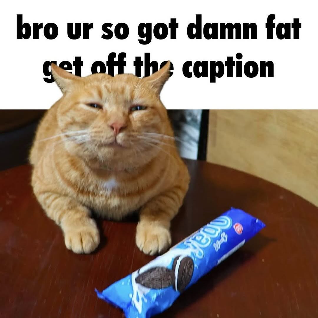 smol silly cat (@catsillyness) on Twitter photo 