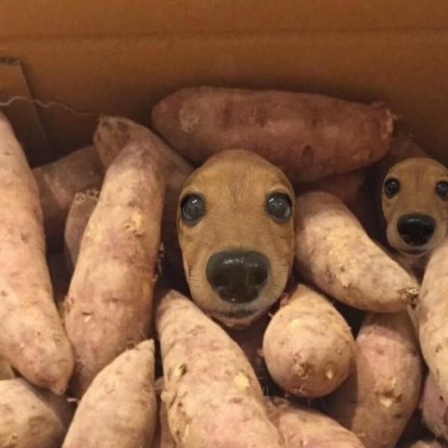 💖 (@twaniimals) on Twitter photo 