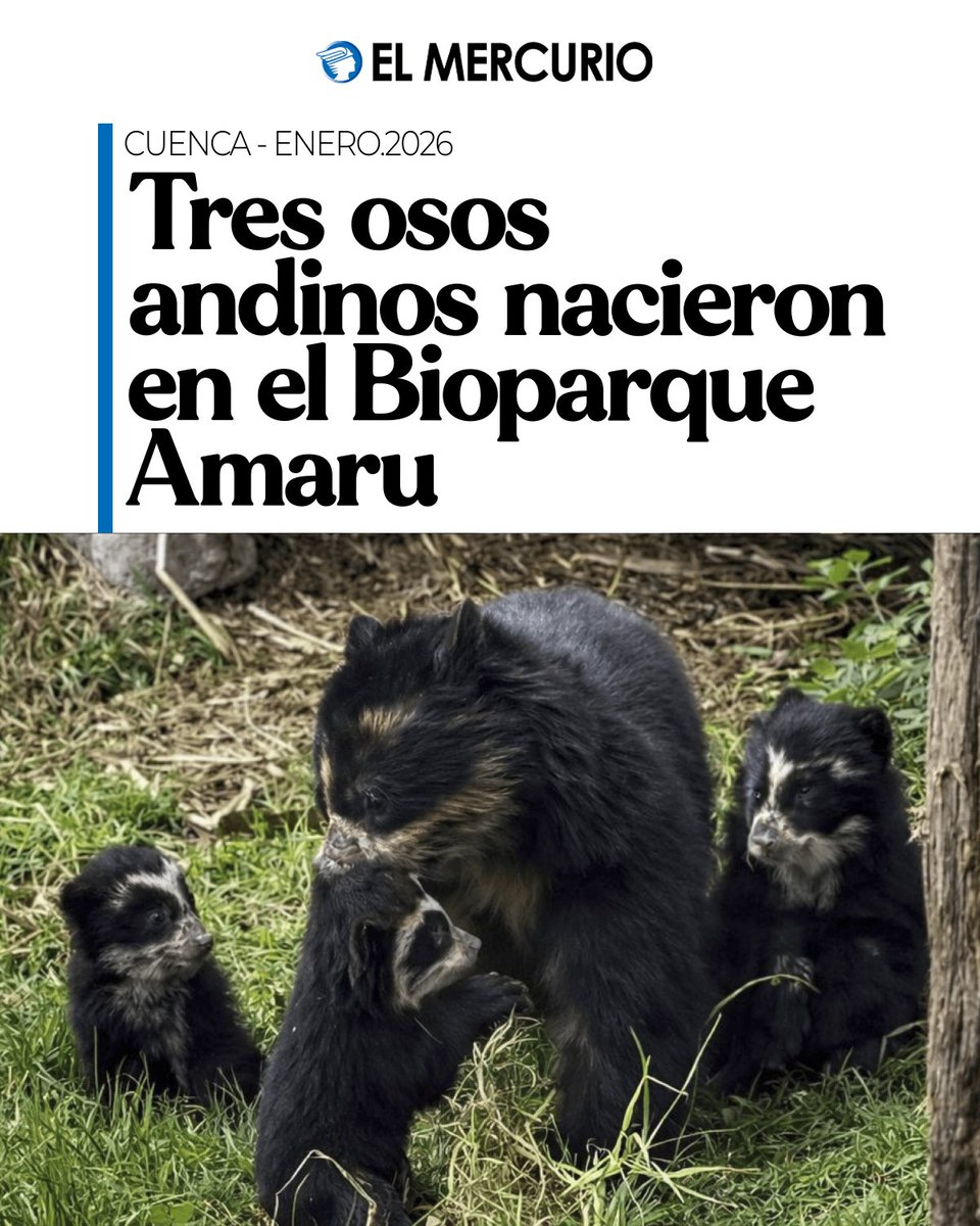 El Bioparque y la Fundación Amaru celebran el nacimiento de tres osos andinos en Cuenca, clave para la conservación de esta especie en peligro de extinción. elmercurio.com.ec/cuenca/2026/01…