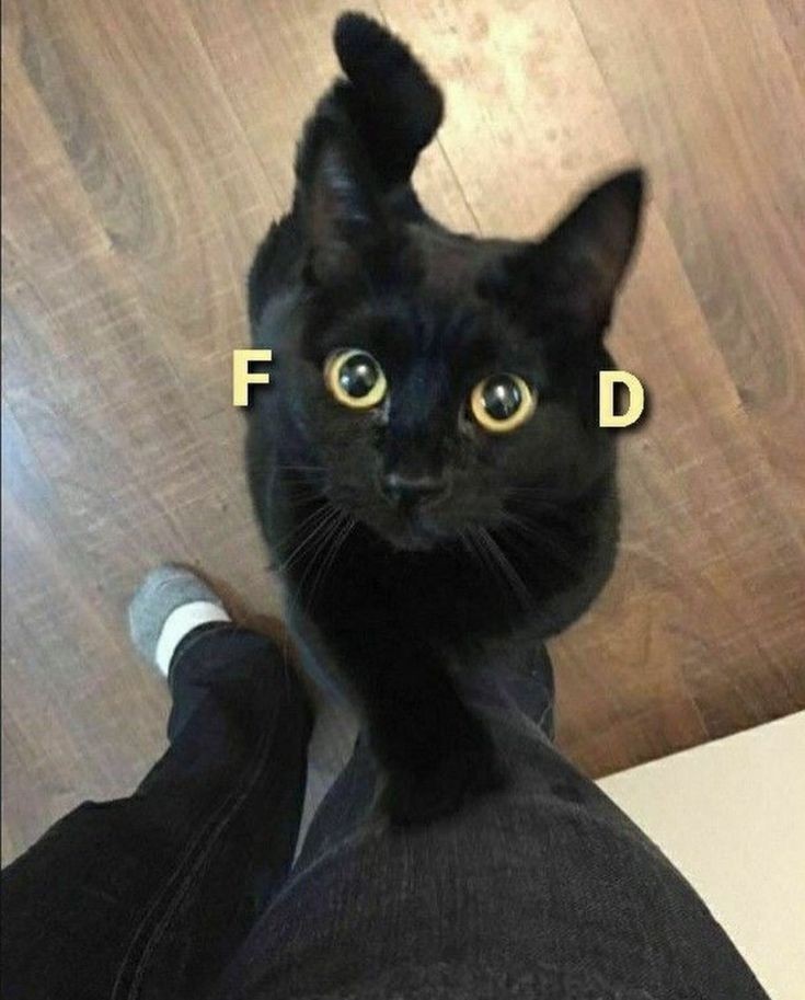 smol silly cat tweet media