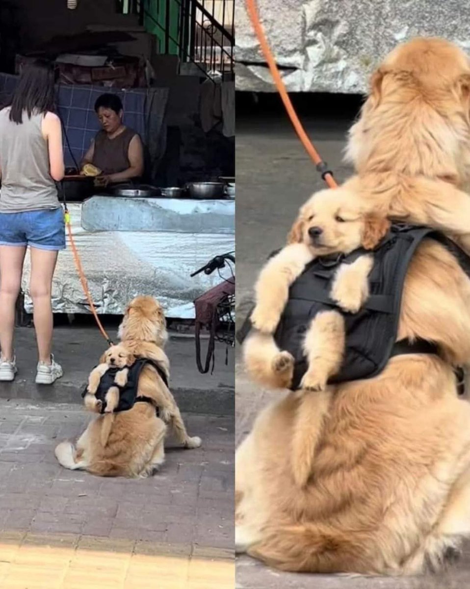 Puppies 🐶 tweet media