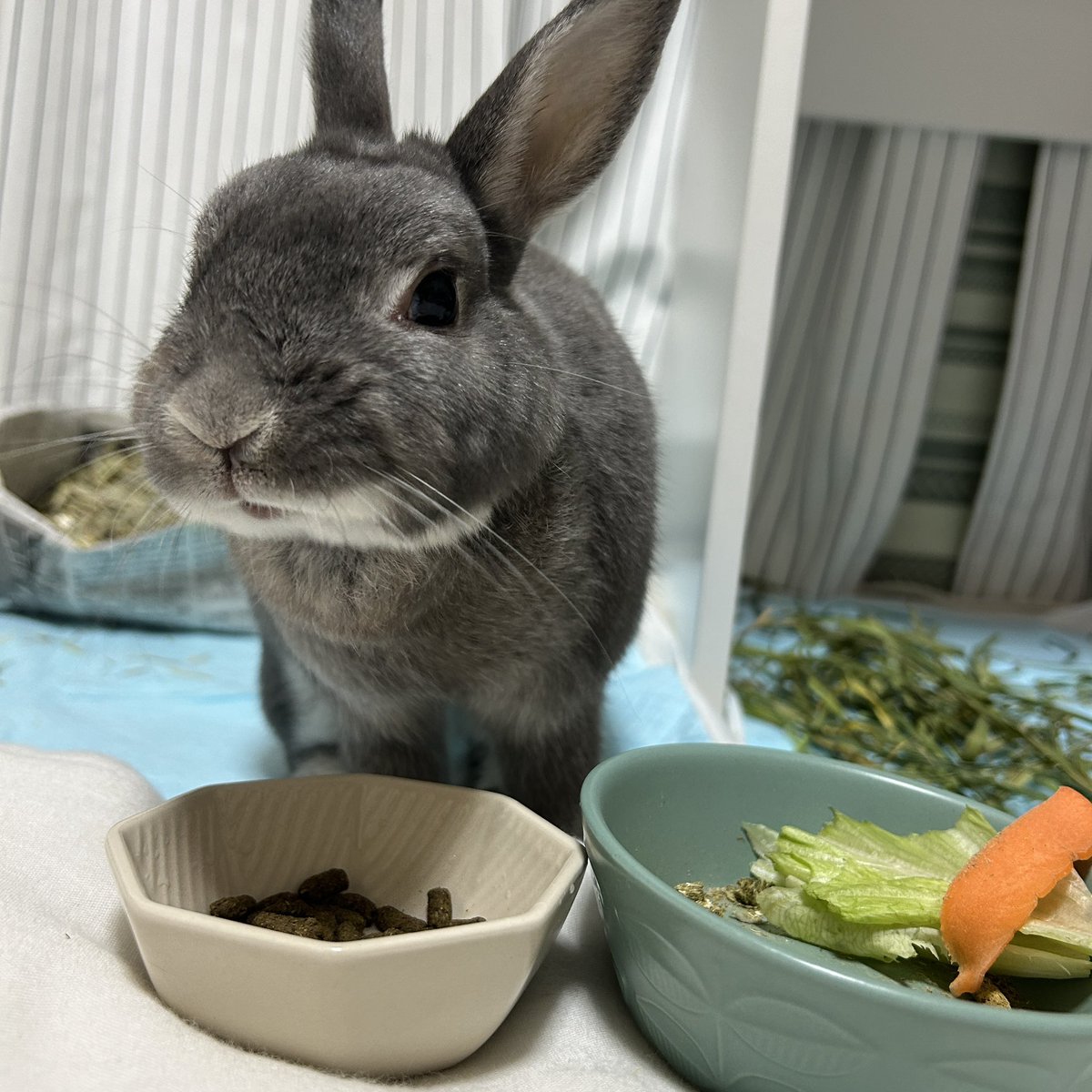 marimo201403's tweet image. おいち