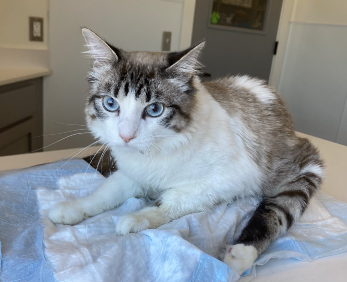 JLthekid9999's tweet image. 🆘🆘 CODE RED – EMERGENCY PLEA FOR BUG 🆘🆘 😿 😿 😿 😿

➡️ BUG WAS RECENTLY RESCUED BY PECAN CREEK ANIMAL RESCUE AND SANCTUARY (“PCARS”)  – TO GIVE HIM A CHANCE AT LIFE ❤️ 😻❤️ 😻❤️ 😻

➡️ PCARS IS A SMALL ANIMAL RESCUE THAT DOES TRULY AMAZING WORK. 😺😺😺

➡️ PCARS HAS PUT OUT…