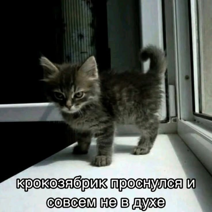 ⚡️ КАЖДЫЙ ДЕНЬ ДО КОНЦА ЯНВАРЯ буду подрубать ЧАСОВОЙ СТРИМ в 12:00 МСК ➜ twitch.tv/manarenewal
(у меня это 10 утра, пощадите, мне и так перед стримом на час раньше вставать 😩). чтобы наладить режим и рано вставать, мягкие меры не подействовали и пора прибегать к жёстким