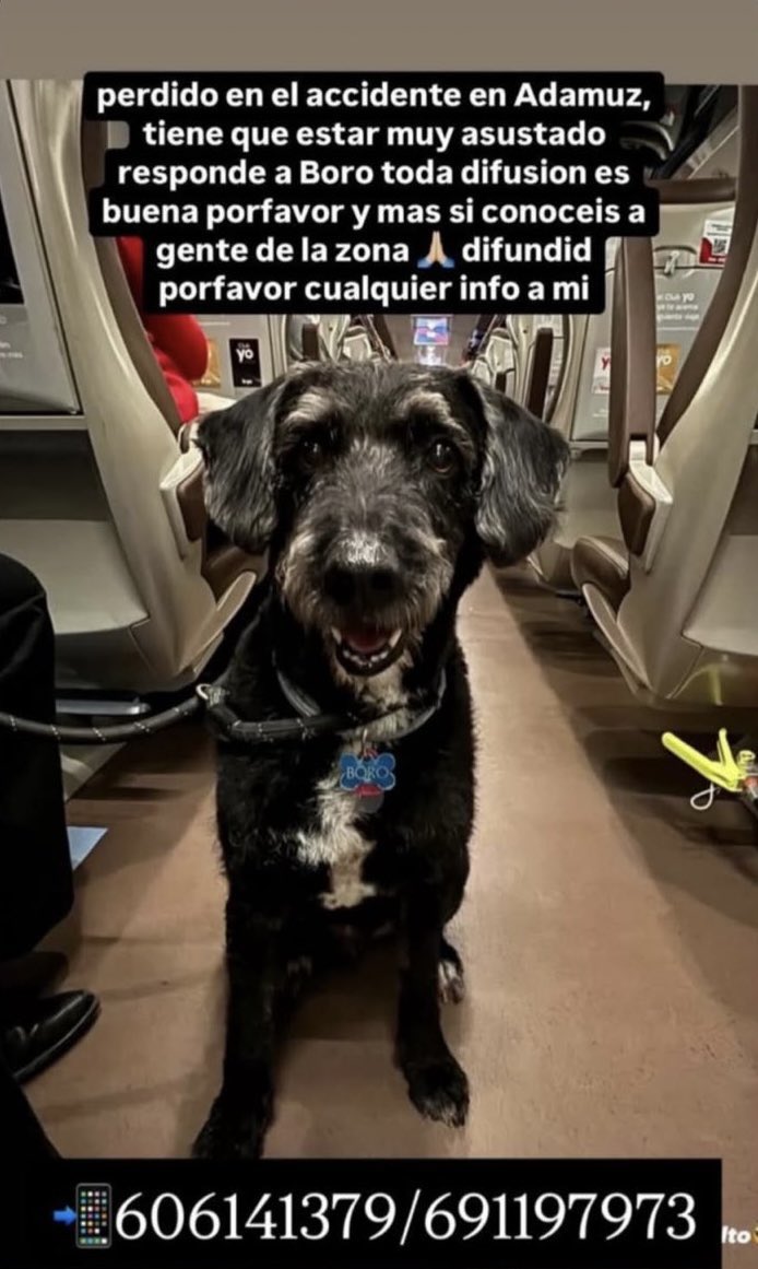 📢 Máxima difusión para encontrar a Boro por favor 

Los q tenemos animales sabemos la angustia y el sufrimiento q se pasa, forman parte de la familia y tb tienen derecho a vivir 🤍

#descarrilamiento #Adamuz #Tren