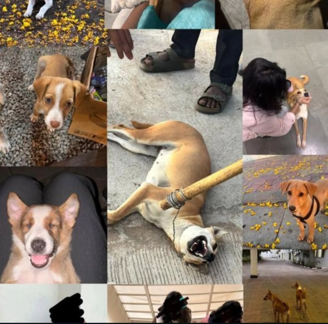 40 dogs were killed inside a university campus.Not on the streets. Not at a dump.Inside a place meant for learning and compassion.

They trusted humans.They slept believing they were safe.They didn’t protest.They didn’t threaten.They didn’t deserve this.

A society that hurts the