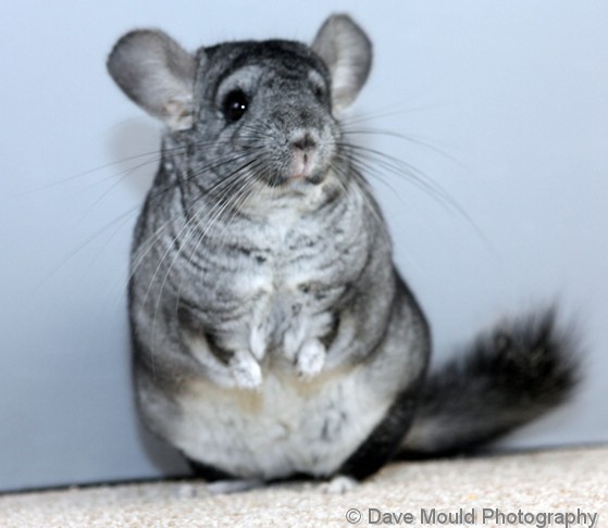 CHINformative's tweet image. CHINformative is back with a new website! Check it out.
chinformative.com