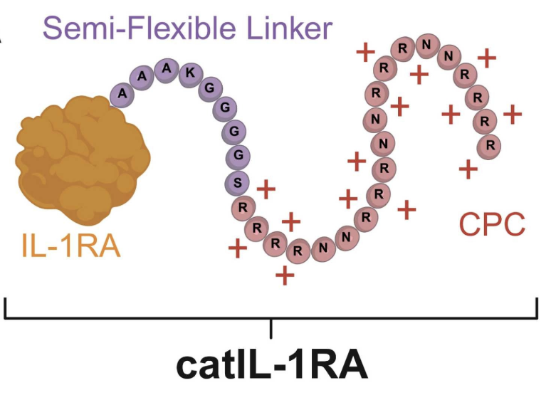 Bajpayee Lab tweet media