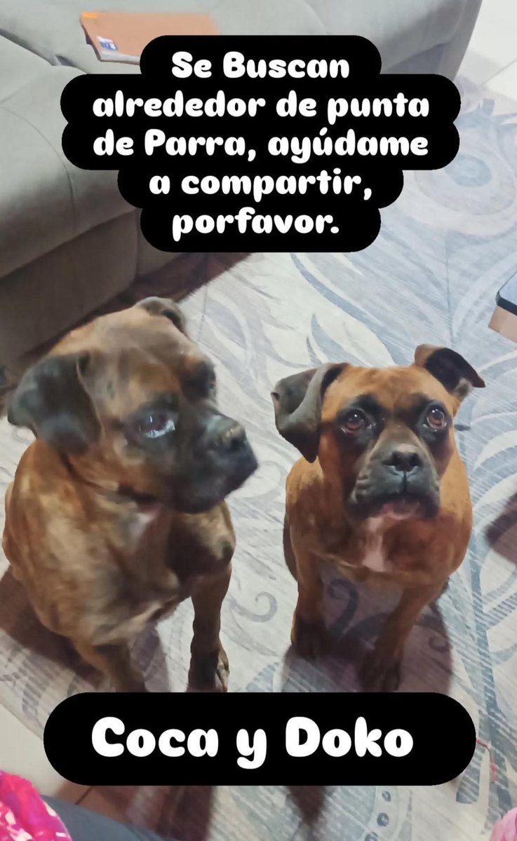 DIFUNDIR, POR FAVOR 🙏🏼 
 🛑SE BUSCAN PERRITOS BOXER PERDIDOS EN PUNTA DE PARRA, TOMÉ.
COCA Y DOKO 🐕
Si sabe de ellos por favor hablar al +56 9 9863 6866
Aún su familia no sabe nada de ellos.
#PuntadeParra #Concepción #Penco #Lirquen #IncendiosForestales #IncendioForestal #Chile