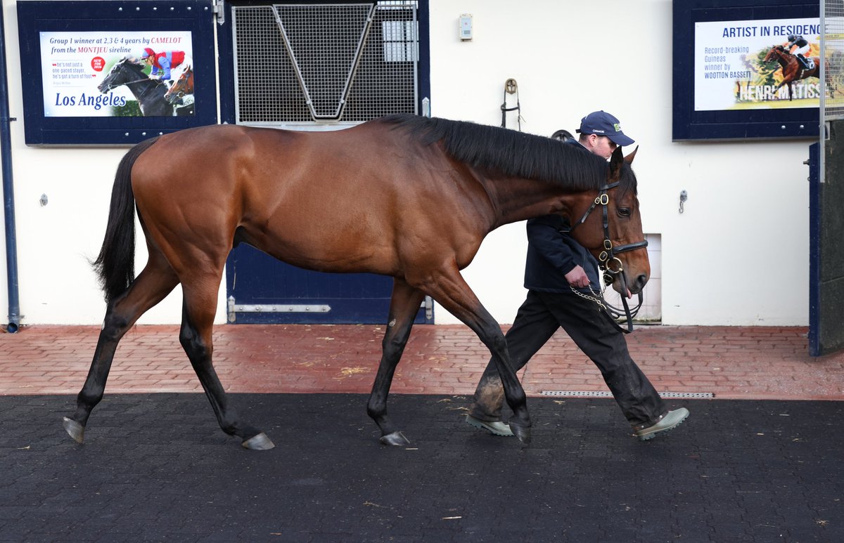 Henri Matisse (Wootton Bassett x Immortal Verse), new for the 2026 season at Castlehyde. He is a gorgeous individual. A Group One winner at two, a classic winner at three and a half brother to the very talented Tenebrism (Caravaggio)
#IrishStallionTrail