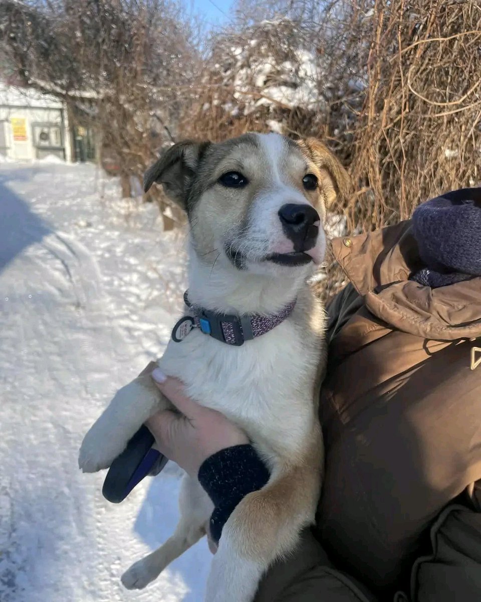 Київ та обл.! Терміново! Цей пост – останній шанс знайти родину❗

В такий мороз малюка викинули під магазин, на вірну смерть 💔

Вік – 4-5 міс, хлопчик.
Бруно соціальний, лагідний, грайливий, тягнеться до людини.

📞  подаруйте хлопчику шанс на життя: 0677422212 Людмила.