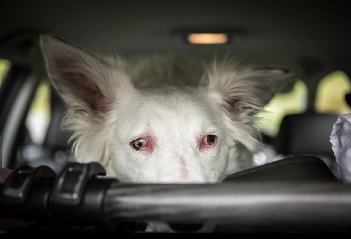 Jessie Two Pigs tweet media