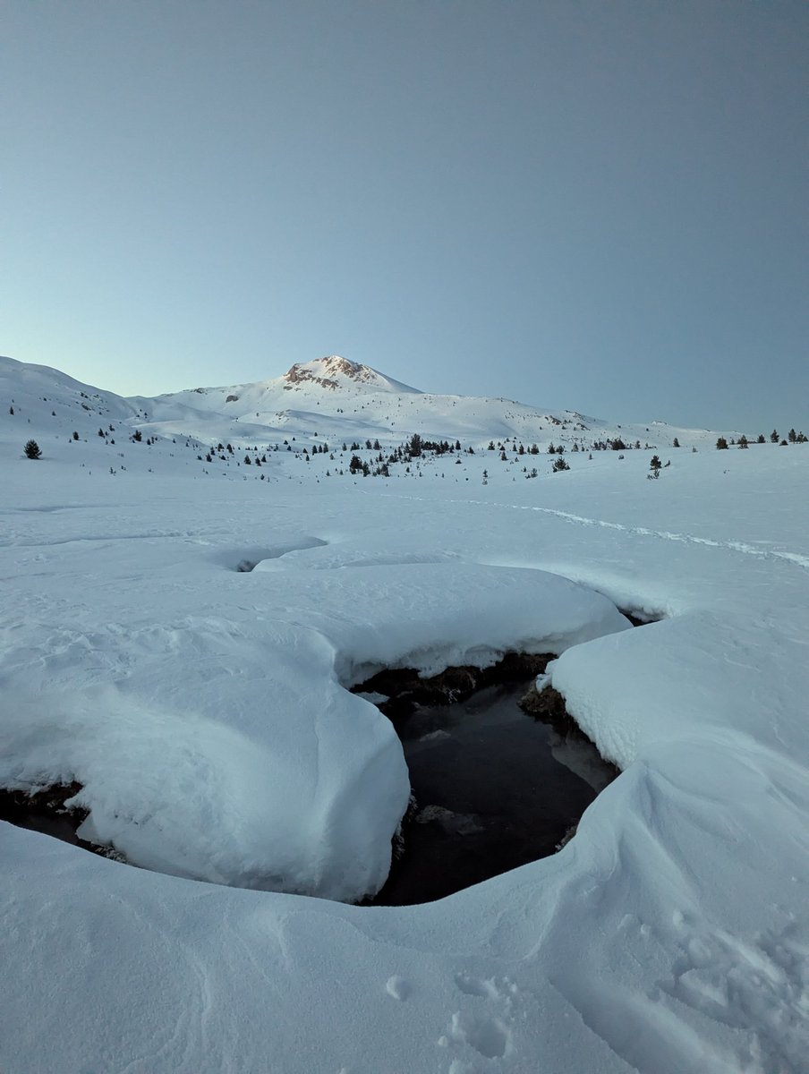 Demush Shasha tweet media