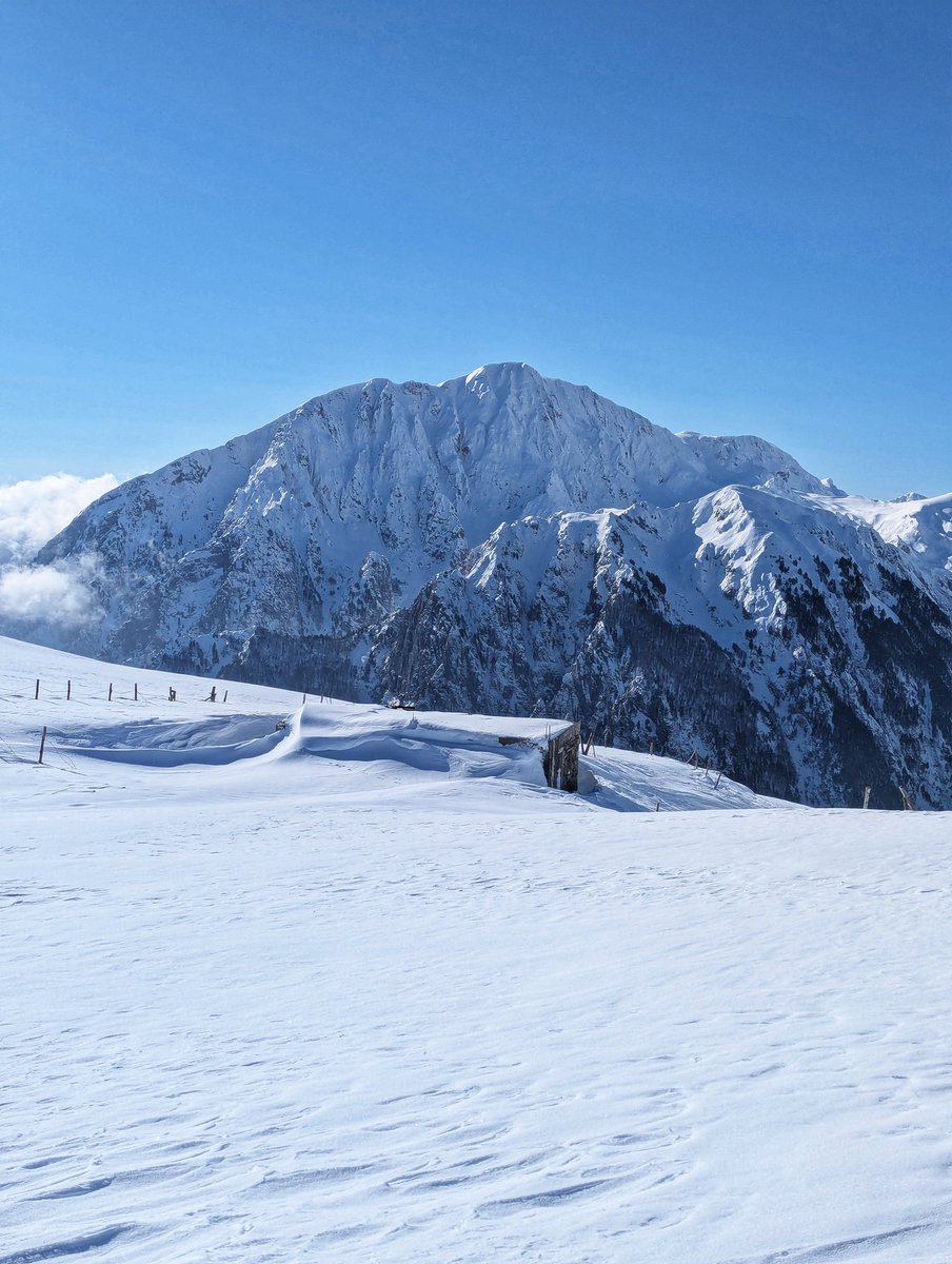 Demush Shasha tweet media