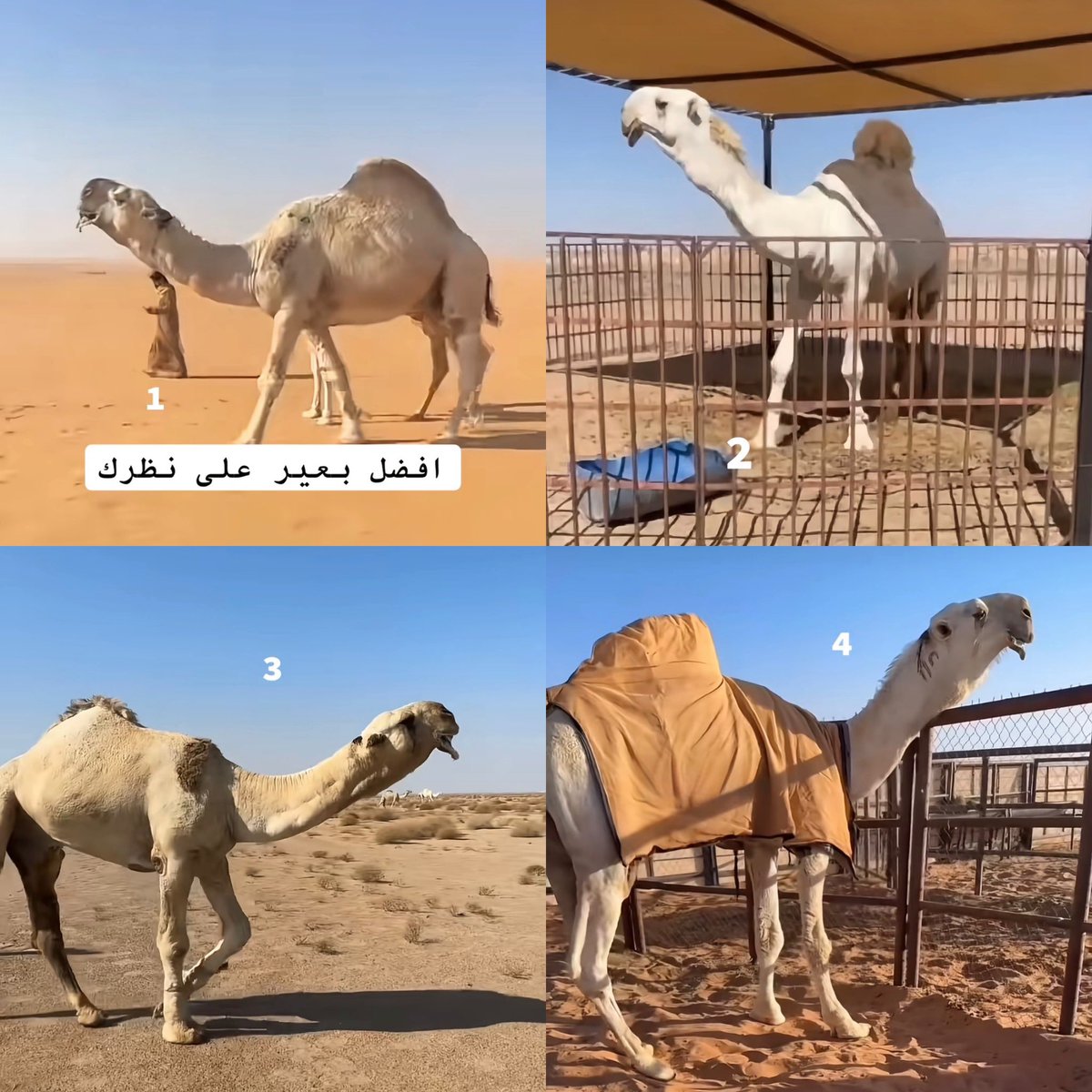 vip خاص نوادرالابل tweet media