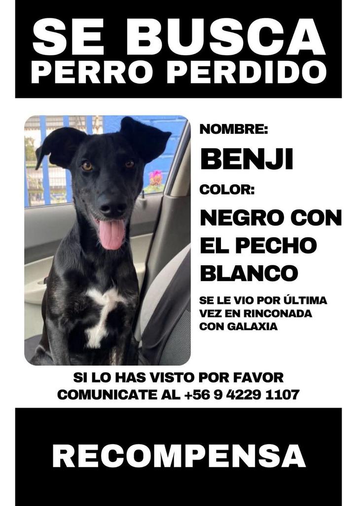 Extraviado en Maipú
