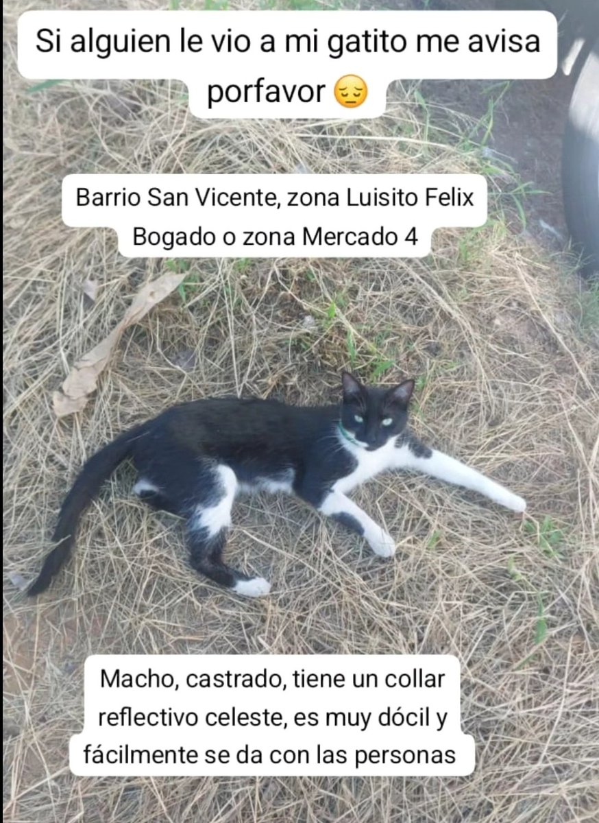 Porfa si alguien le vio me avisa, es una parte de mi alma ese gatito 💔